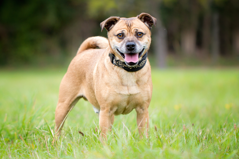Ciccio sprich Tschitschio (Mops Jack Russell Mischling) im Tierheim Karlsruhe