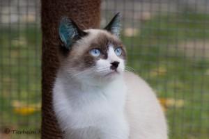 floeckchen-2 verkleinert