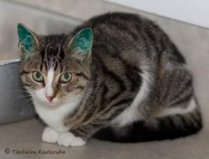 k-jungkatzen-2 klein