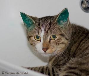 k-jungkatzen-3 klein