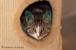 k-jungkatzen-4 klein