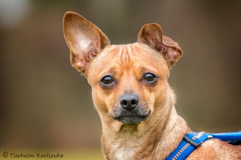 Trixie (PinscherDackelMischling) im Tierheim Karlsruhe