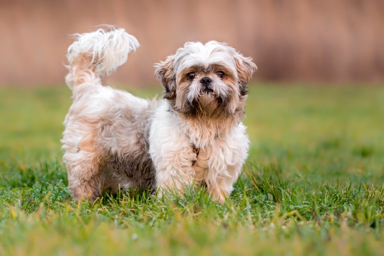Lenny (Shih Tzu) im Tierheim Karlsruhe
