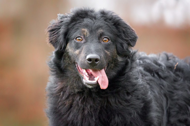 Hunde ausführen Tierheim Karlsruhe