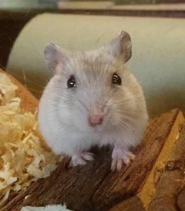 15052009_1295201253864700_2093033377_o