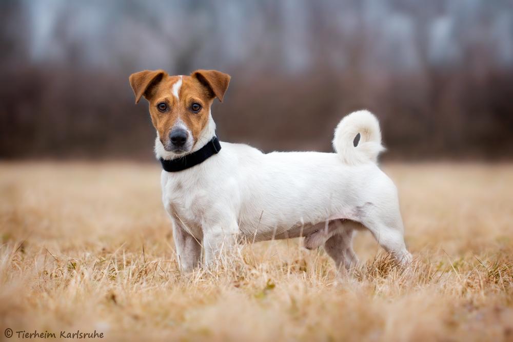 Zebulon Jack Russell Terrier im Tierheim Karlsruhe