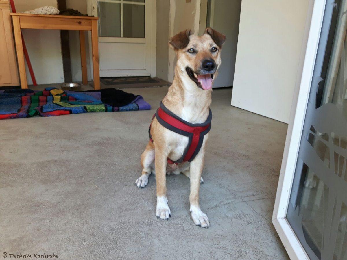 Externe Hunde Tierheim Karlsruhe