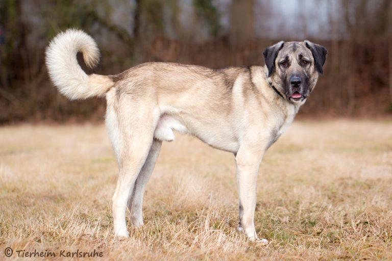 Pasha (Kangal) im Tierheim Karlsruhe