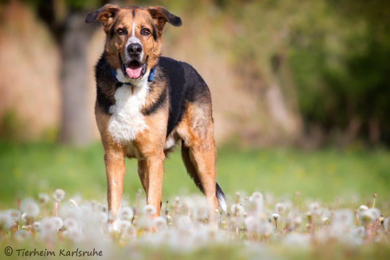 Mischling Schaferhund Berner Sennenhund