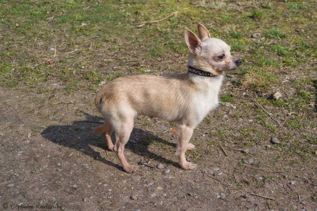 Externe Hunde Tierheim Karlsruhe