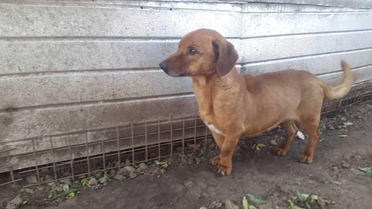 Externe Hunde Tierheim Karlsruhe