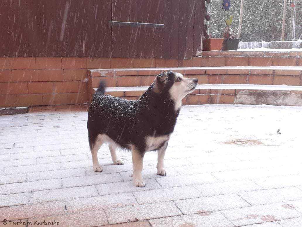 Externe Hunde Tierheim Karlsruhe