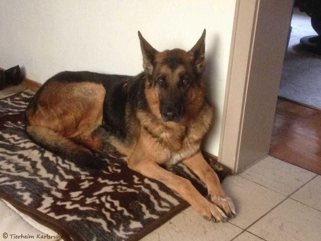 Externe Hunde Tierheim Karlsruhe