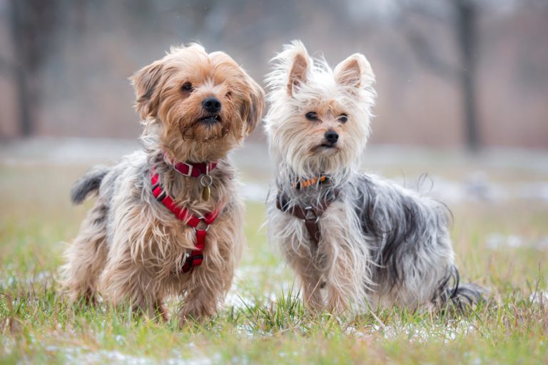 Jacky + Baily (Yorkshire Terrier + Yorkshire Terrier Malteser Mix