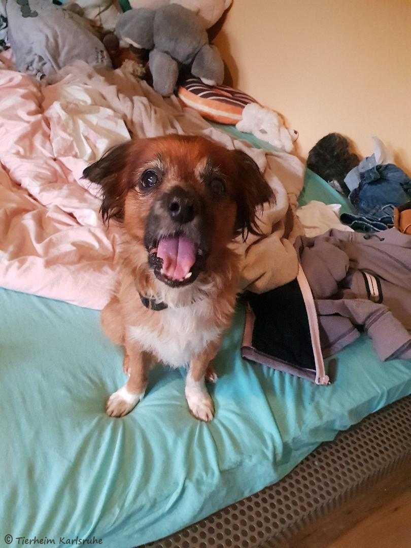 Externe Hunde Tierheim Karlsruhe