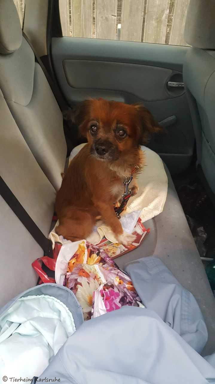 Externe Hunde Tierheim Karlsruhe