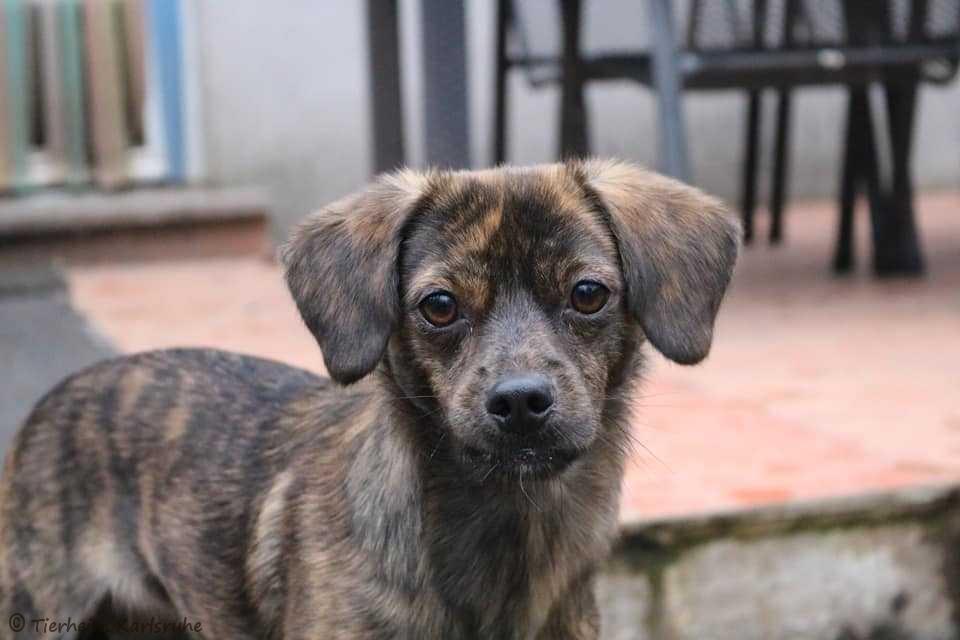 Externe Hunde Tierheim Karlsruhe