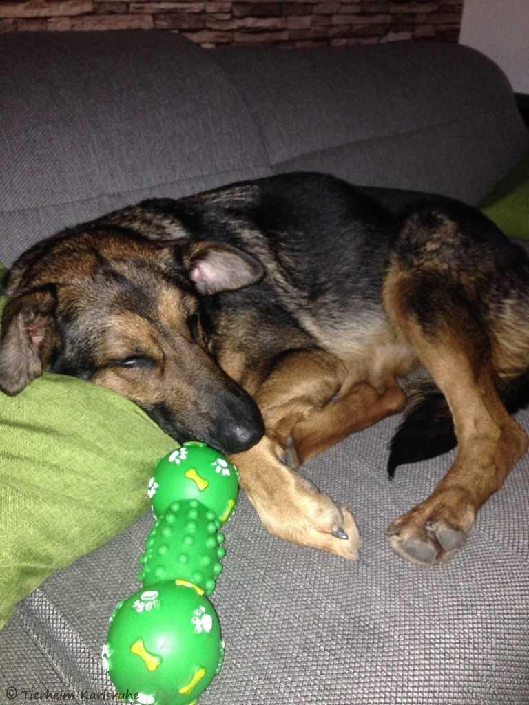 Externe Hunde Tierheim Karlsruhe