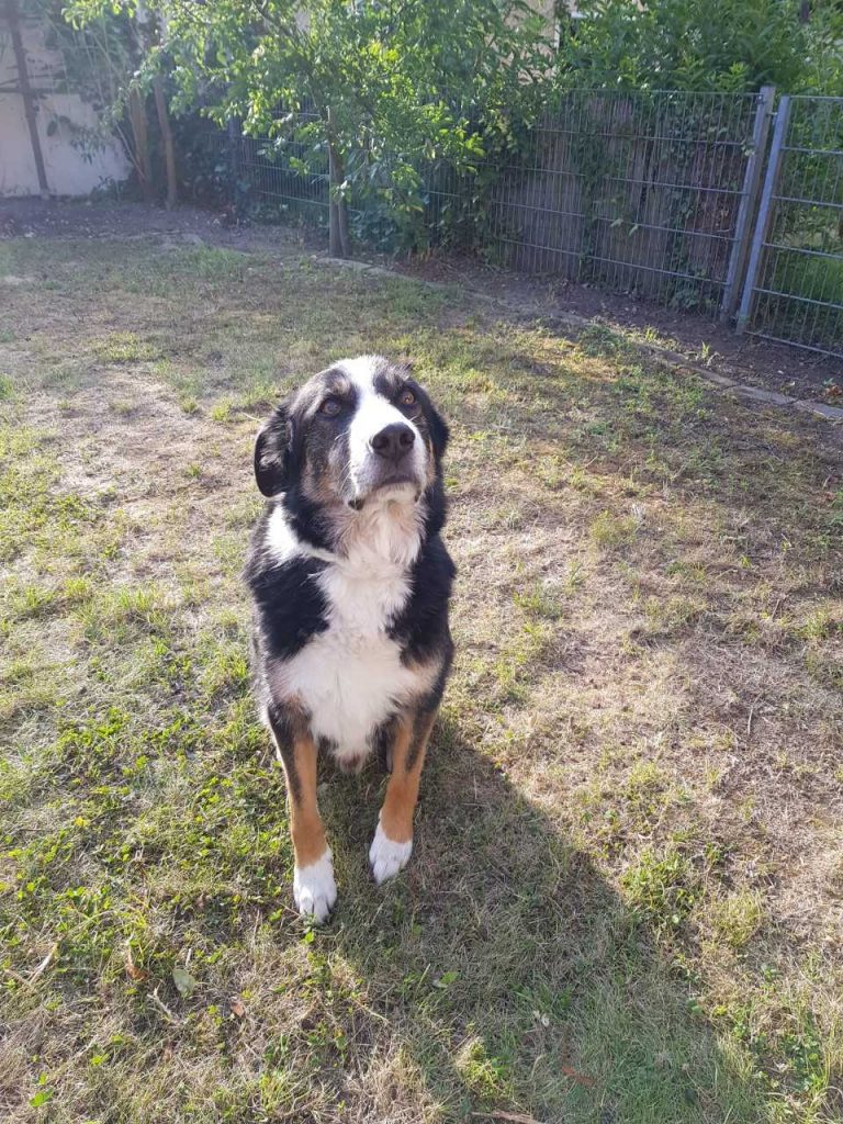 Aiko (Border Collie Mischling) im Tierheim Karlsruhe