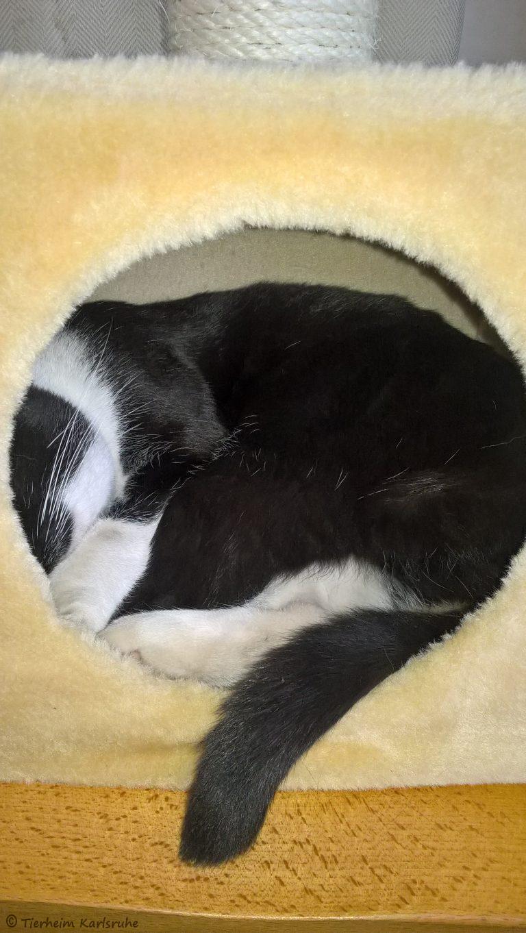 Viele Grüße von Loki, ehemals Markis im Tierheim Karlsruhe