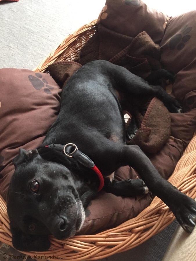 Externe Hunde Tierheim Karlsruhe