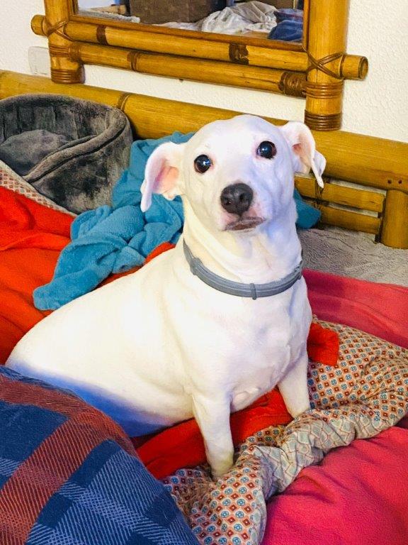 Max (Jack Russell Terrier) im Tierheim Karlsruhe