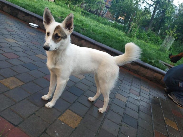 Chloe (Mischling) im Tierheim Karlsruhe