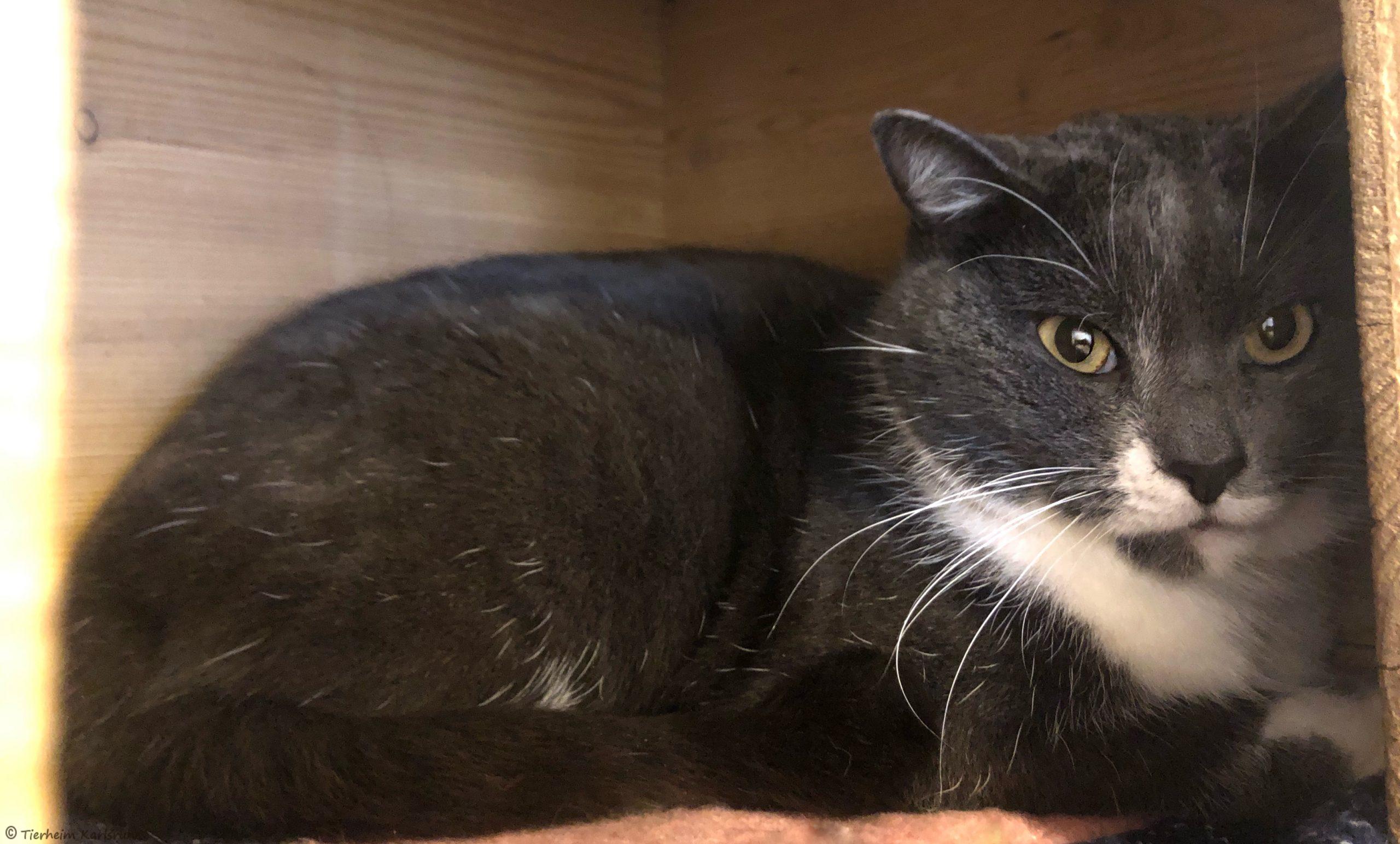 Unsere Katzen - Tierheim Karlsruhe