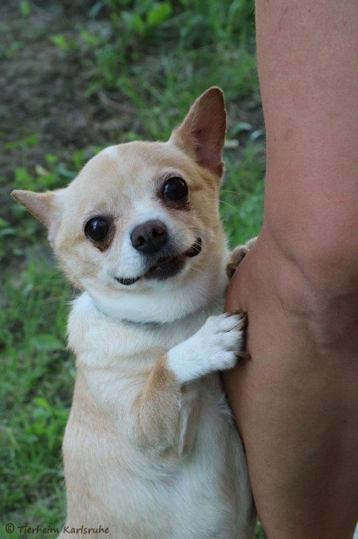 Externe Hunde Tierheim Karlsruhe