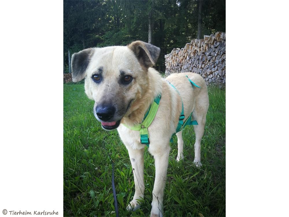 Externe Hunde Tierheim Karlsruhe