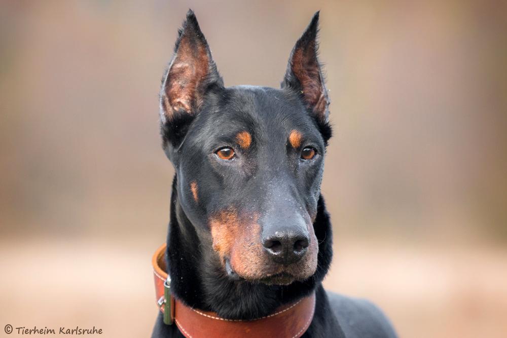 Tiger (Dobermann) im Tierheim Karlsruhe