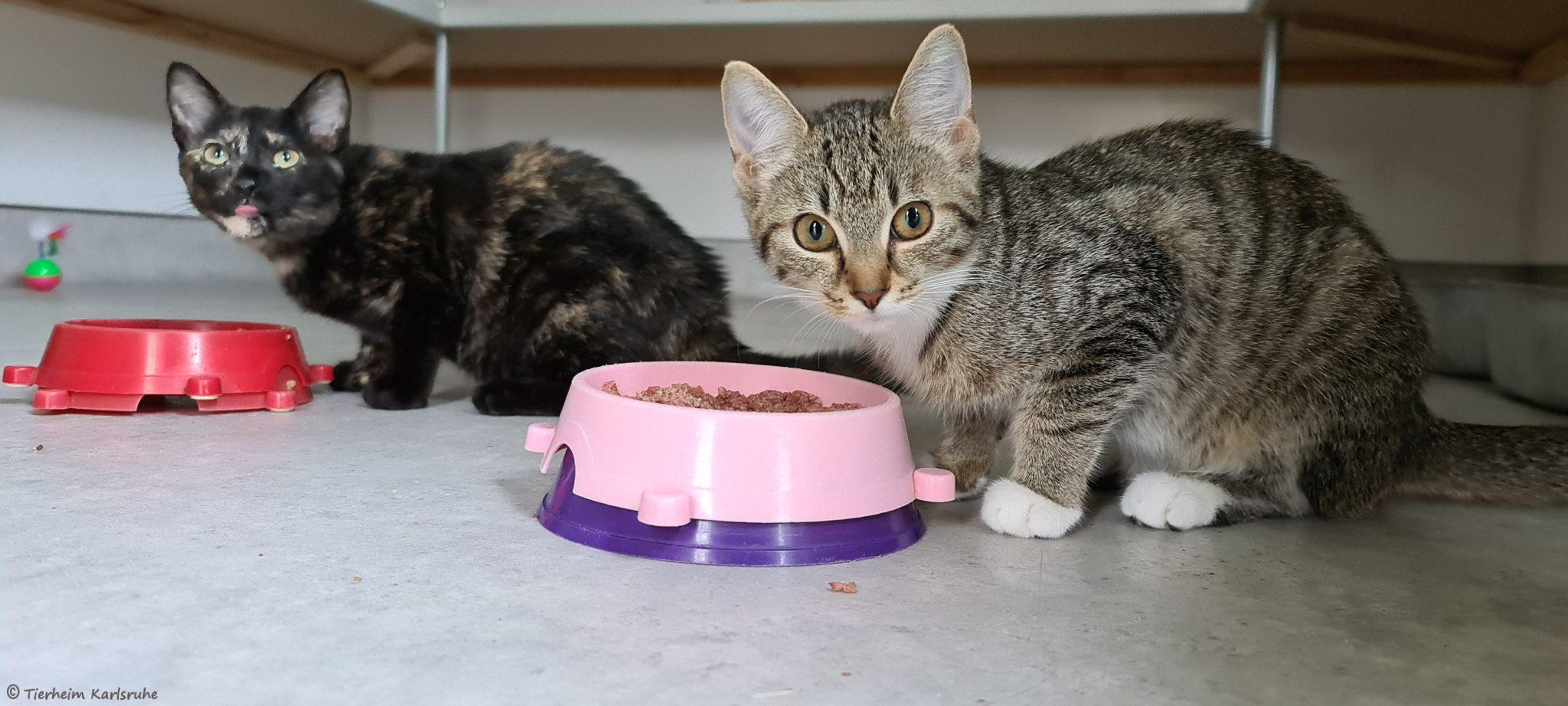 Katze Mit 3 Monaten Raus Lassen