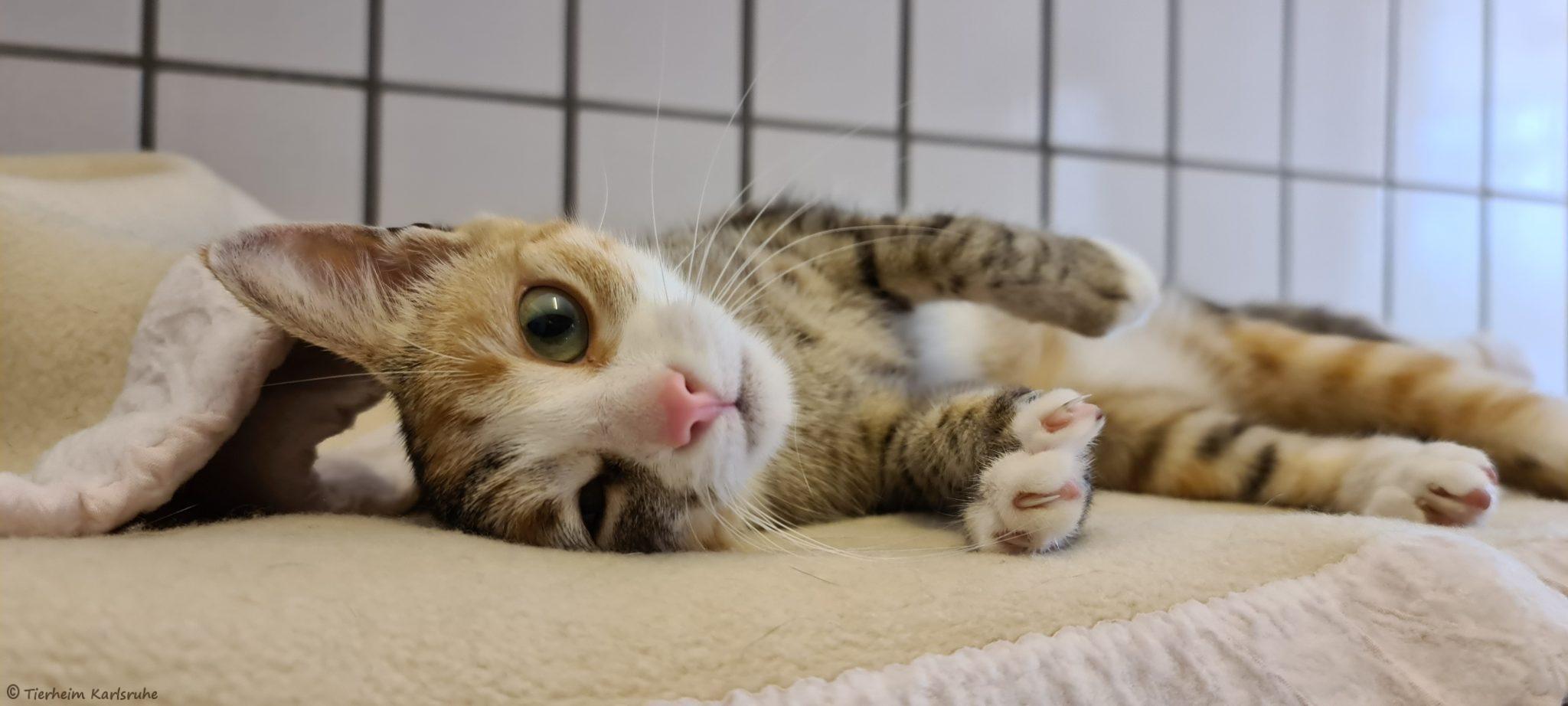 Katze Mit 3 Monaten Raus Lassen