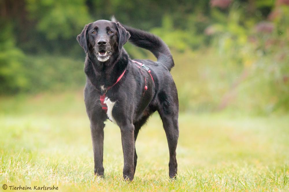 Sreky (Labrador Berner Sennenhund Border Collie Mischling) im