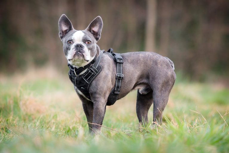 King (Franz. Bulldogge) im Tierheim Karlsruhe