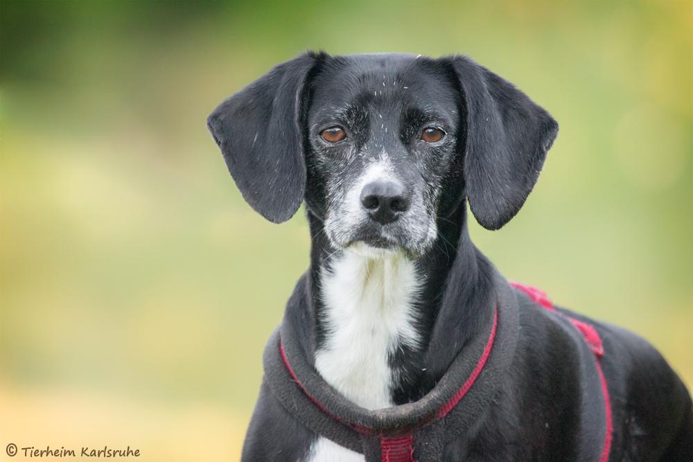 Carlos - Yorkshire Terrier, Dackel, Jack Russell Terrier - Bild 3