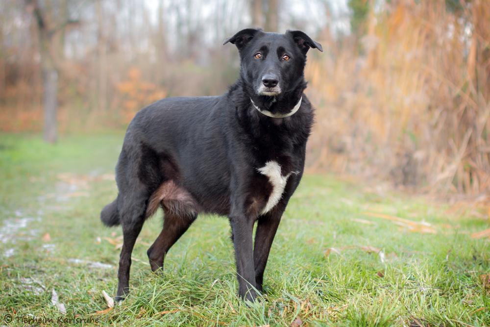 Perro (Labrador Schäferhund Mischling) im Tierheim Karlsruhe