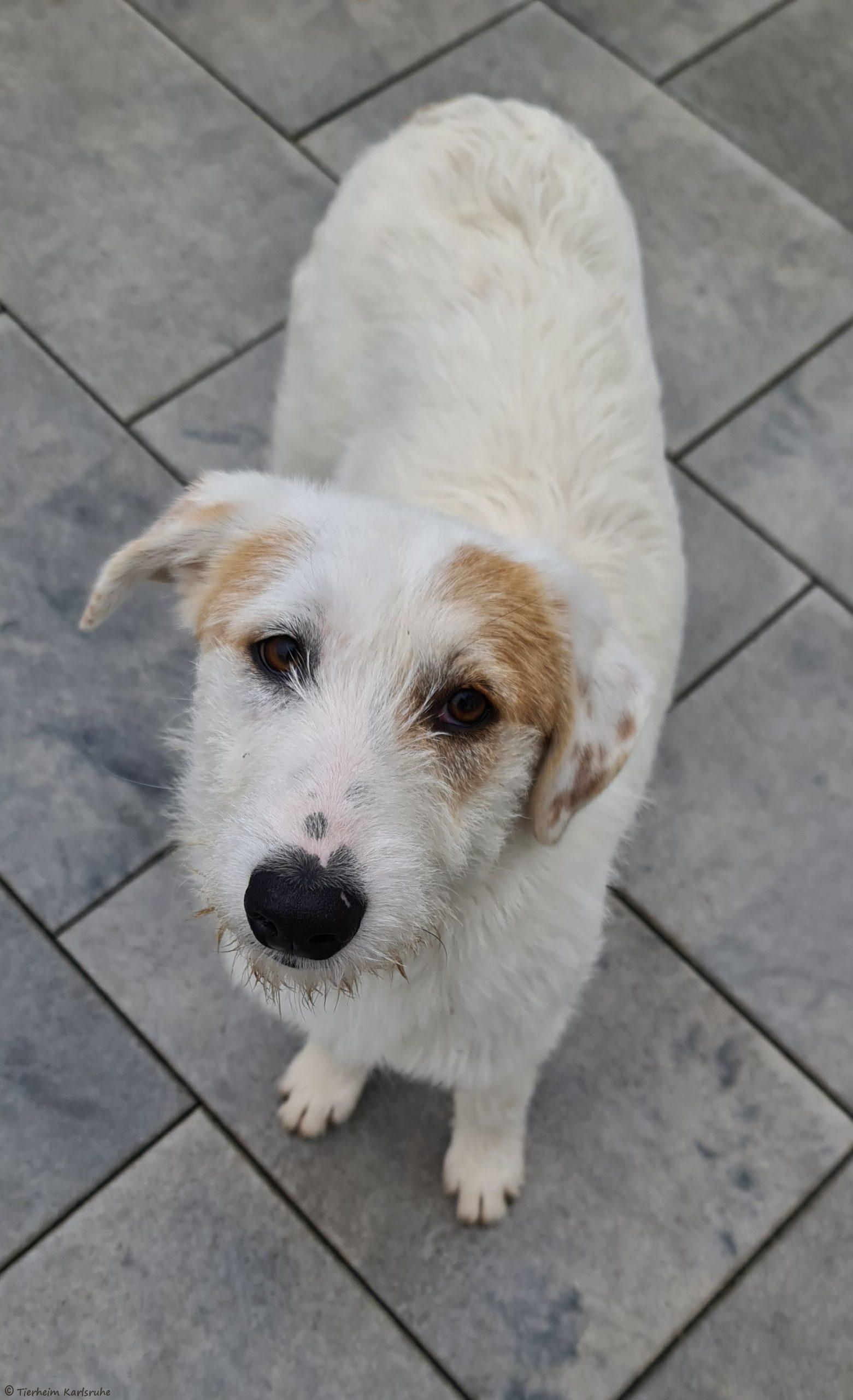 Labrador Retriever, Deutscher Schäferhund Polly