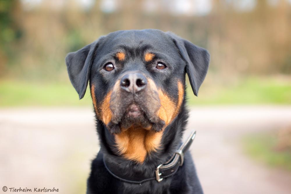 Rottweiler, Labrador Retriever, Deutscher Schäferhund Maze