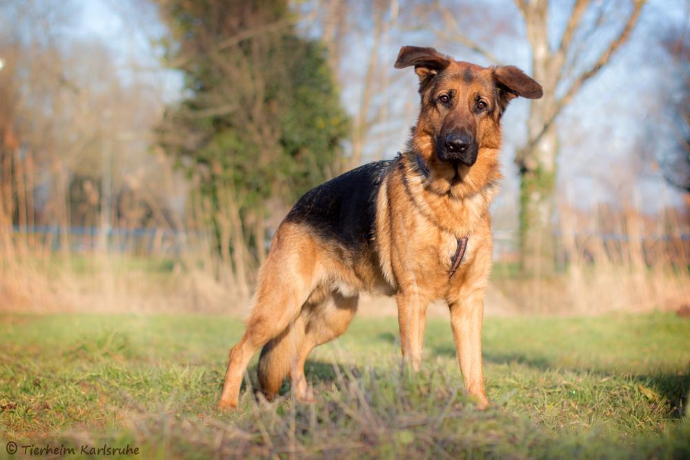 Aiko - Labrador Retriever, Deutscher Schäferhund - Bild 2