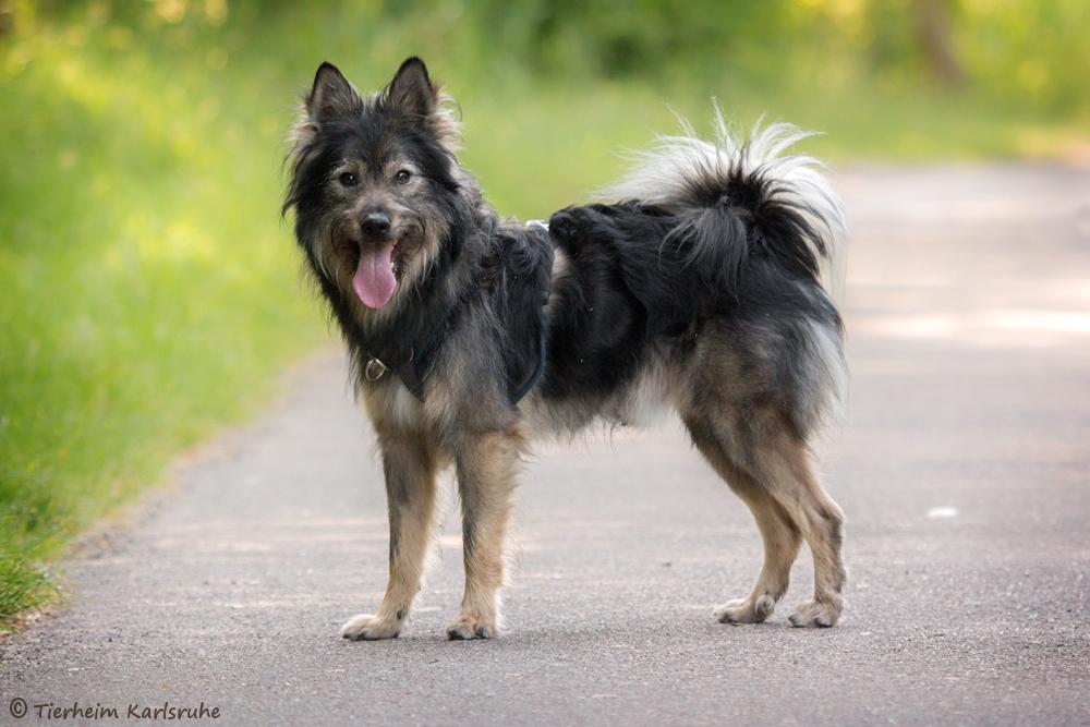 Lenny - Beagle, Border Collie - Bild 2
