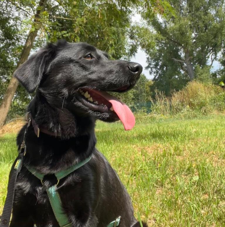 Beagle, Border Collie Lily