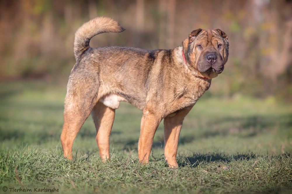 Gunar - Beagle, Border Collie, Shar-Pei - Bild 2