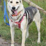 Einführungskurs für neue Hundeausführer