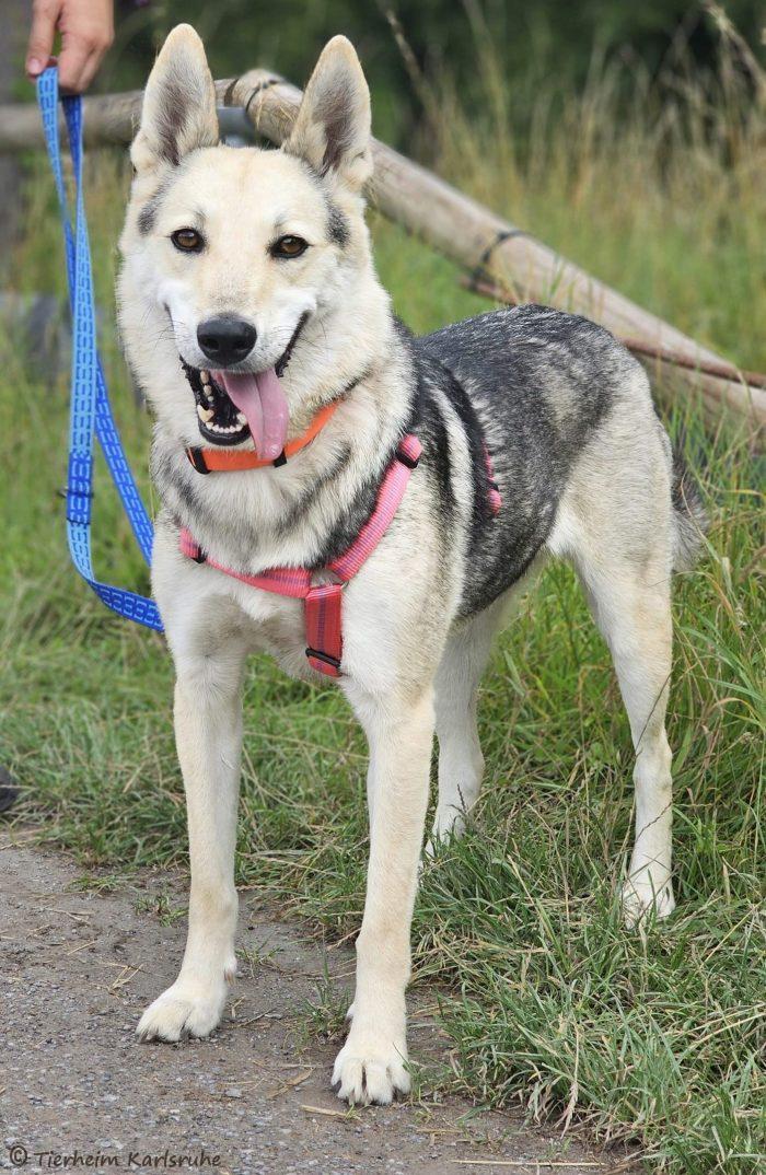 Einführungskurs für neue Hundeausführer